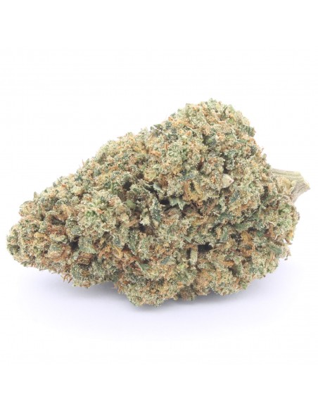 gelato 41 infiorescenza