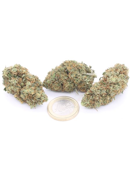 orange bud infiorescenze