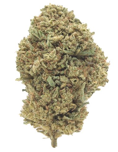 critical+