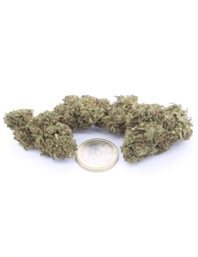 critical 2