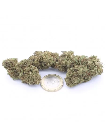 critical+