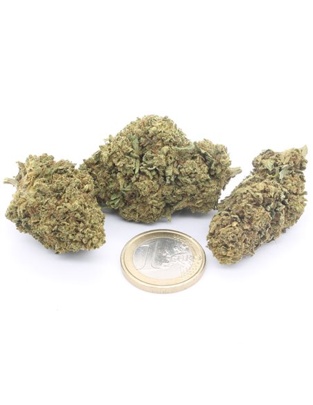 critical+