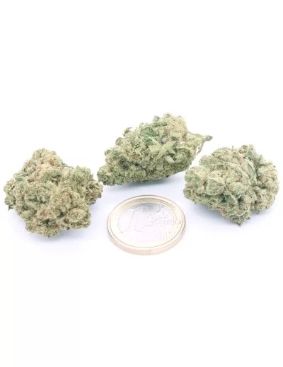 white-widow-bulk 2