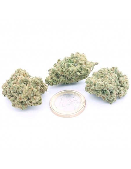 white-widow-cbd-bulk-group