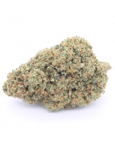 gelato 41