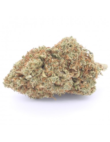 mimosa