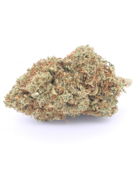 mimosa