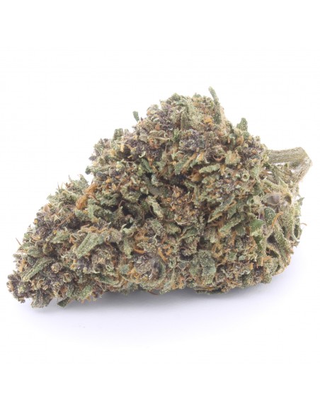 purple queen