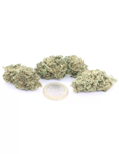 super silver haze 2