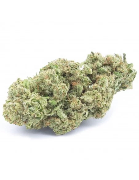 white widow infiorescenza white widow infiorescenza