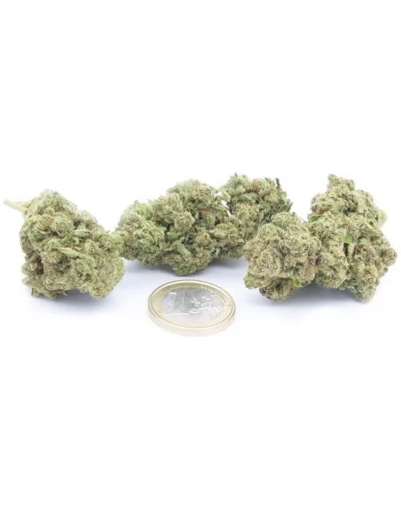 white widow infiorescenza white widow infiorescenza