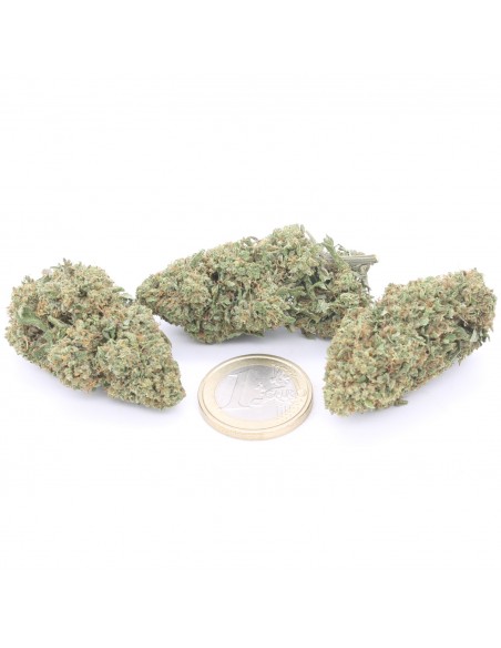 super skunk infiorescenza