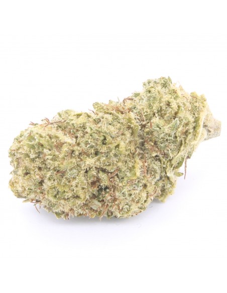 gorilla glue infiorescenza