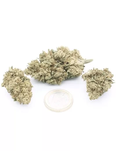White CBG 2