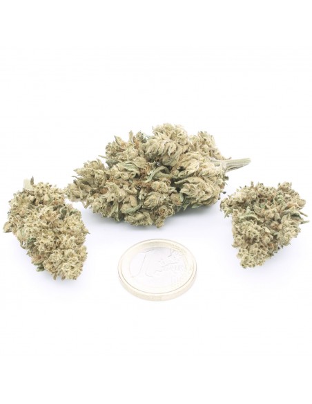 White CBG