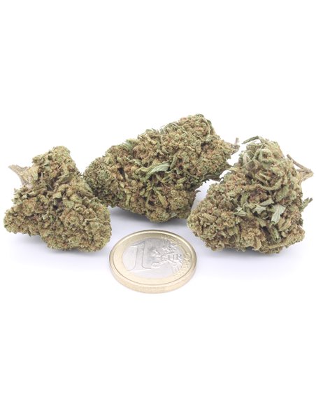 Critical+ infiorescenza