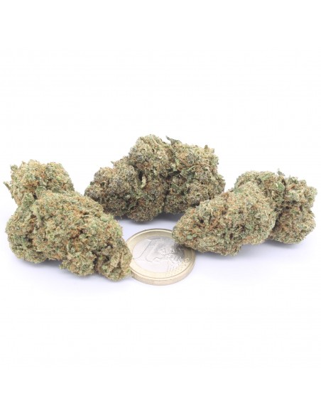 Gelato 41 infiorescenza