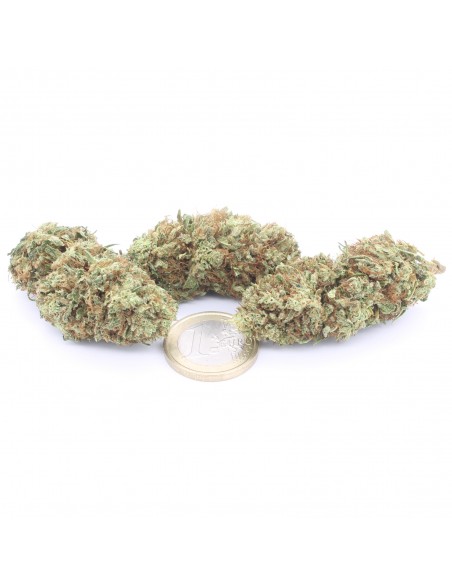 super lemon zest infiorescenza