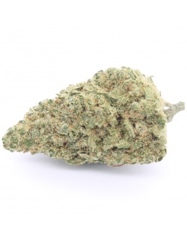 Girl Scout Cookies