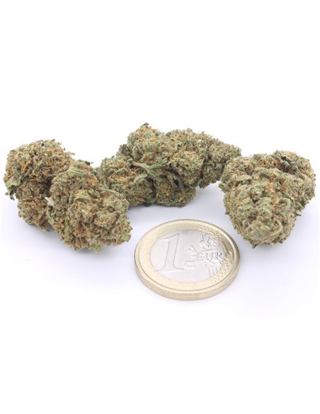 amnesia haze infiorescenze