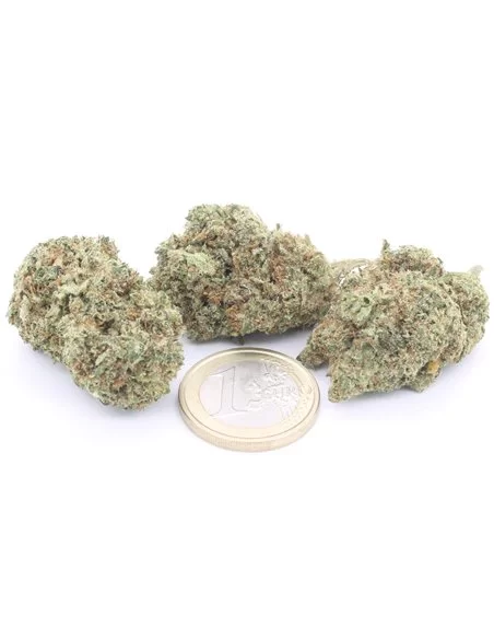 Pineapple Express infiorescenza