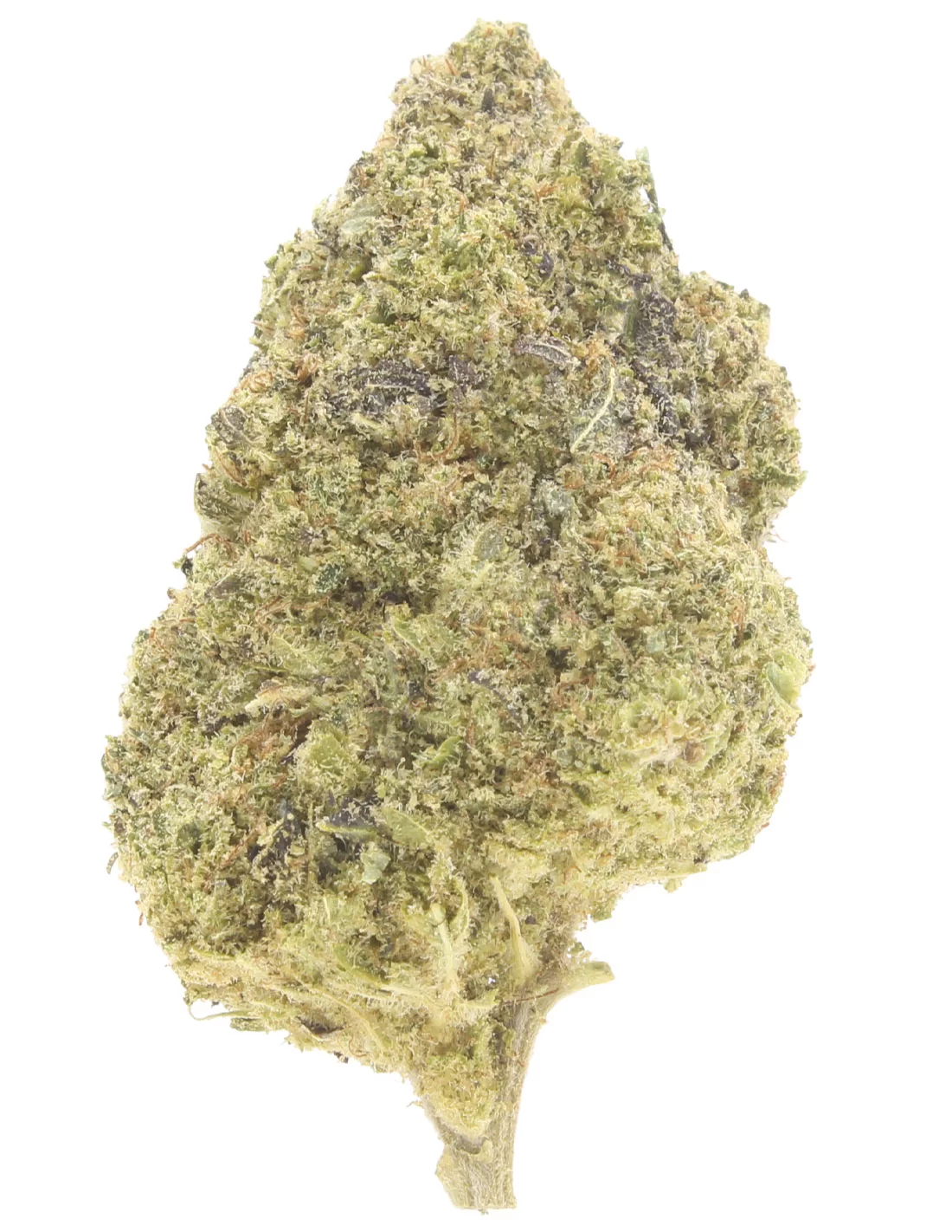 Girl Scout Cookies infiorescenza Girl Scout Cookies infiorescenza