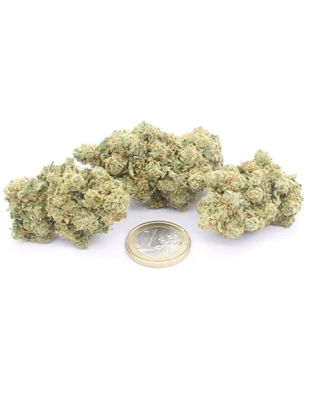 AK47 Indoor infiorescenze