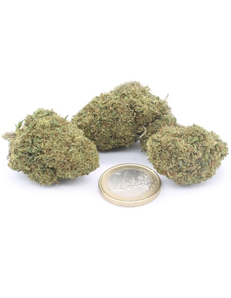 Super Skunk infiorescenza