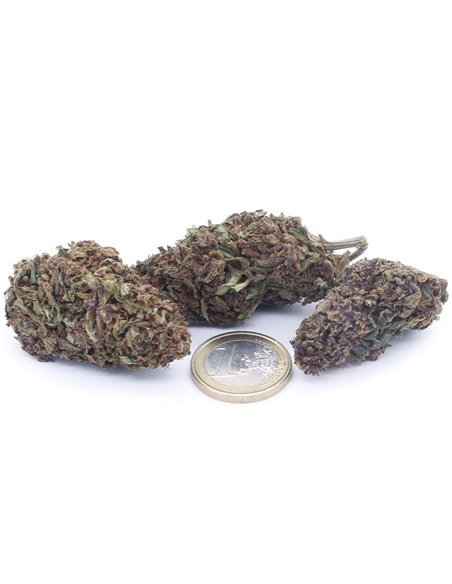Purple Queen infiorescenze