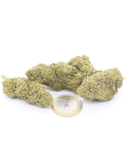 Girl Scout Cookies