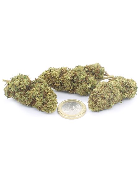Lemon Haze