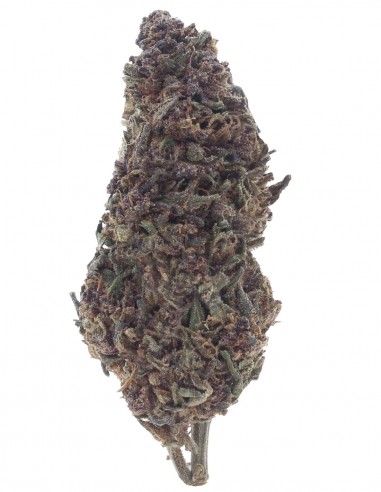 purple queen