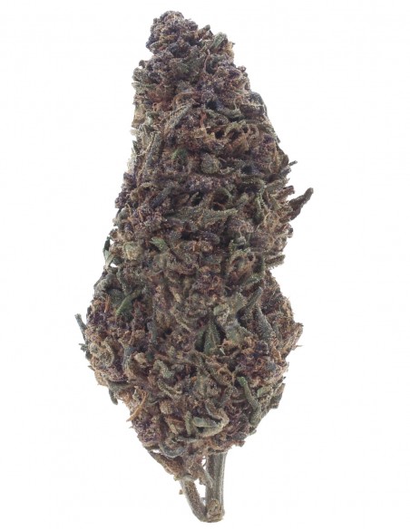 purple queen