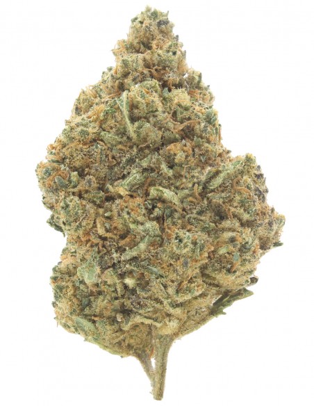 gorilla glue
