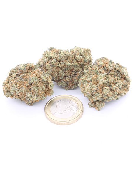 OG Kush