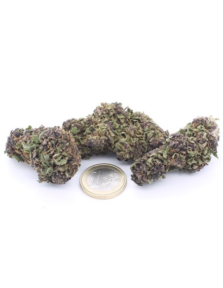 Purple Queen