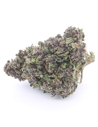 Purple Queen