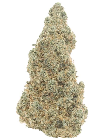 Gorilla Glue Indoor infiorescenza