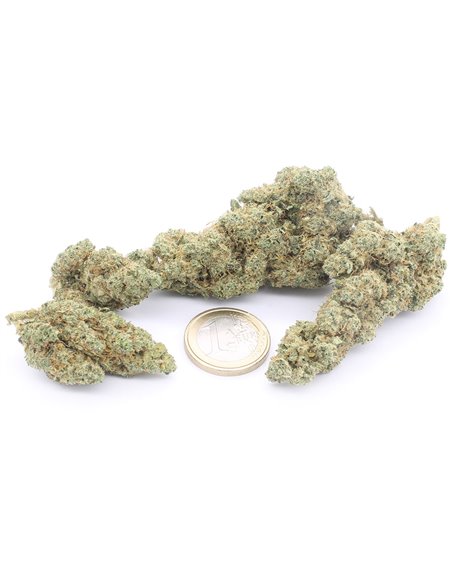 Gorilla Glue Indoor infiorescenza