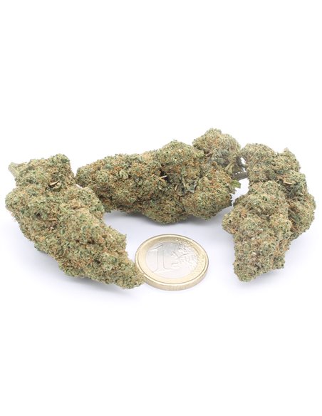 OG Kush