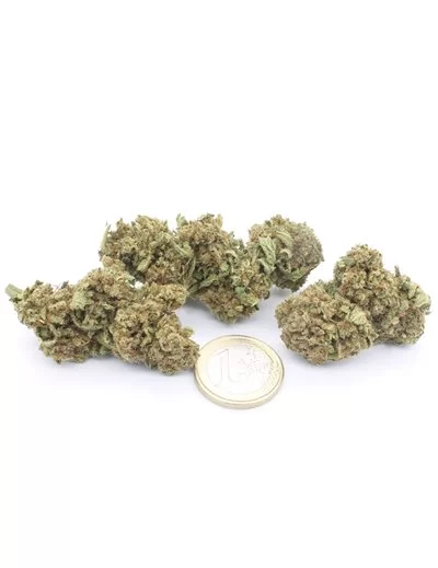 Orange Bud 2