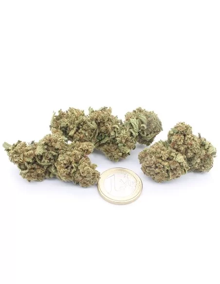 Orange Bud Orange Bud