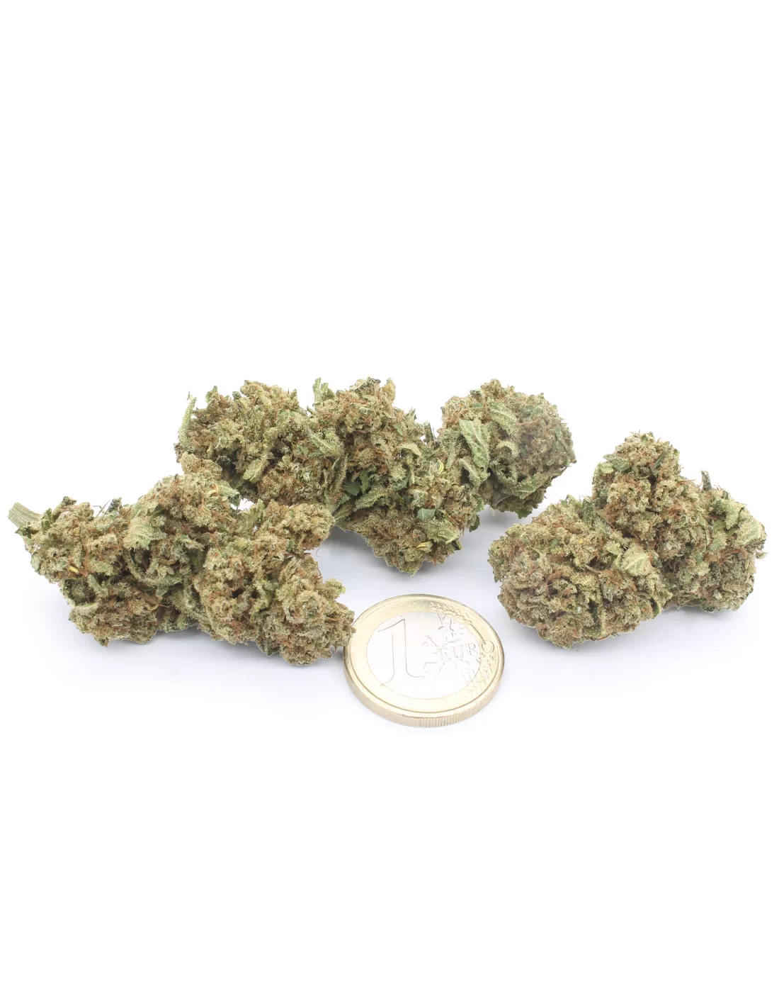 Orange Bud Orange Bud