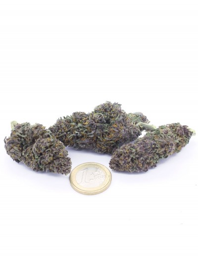 purple queen 2