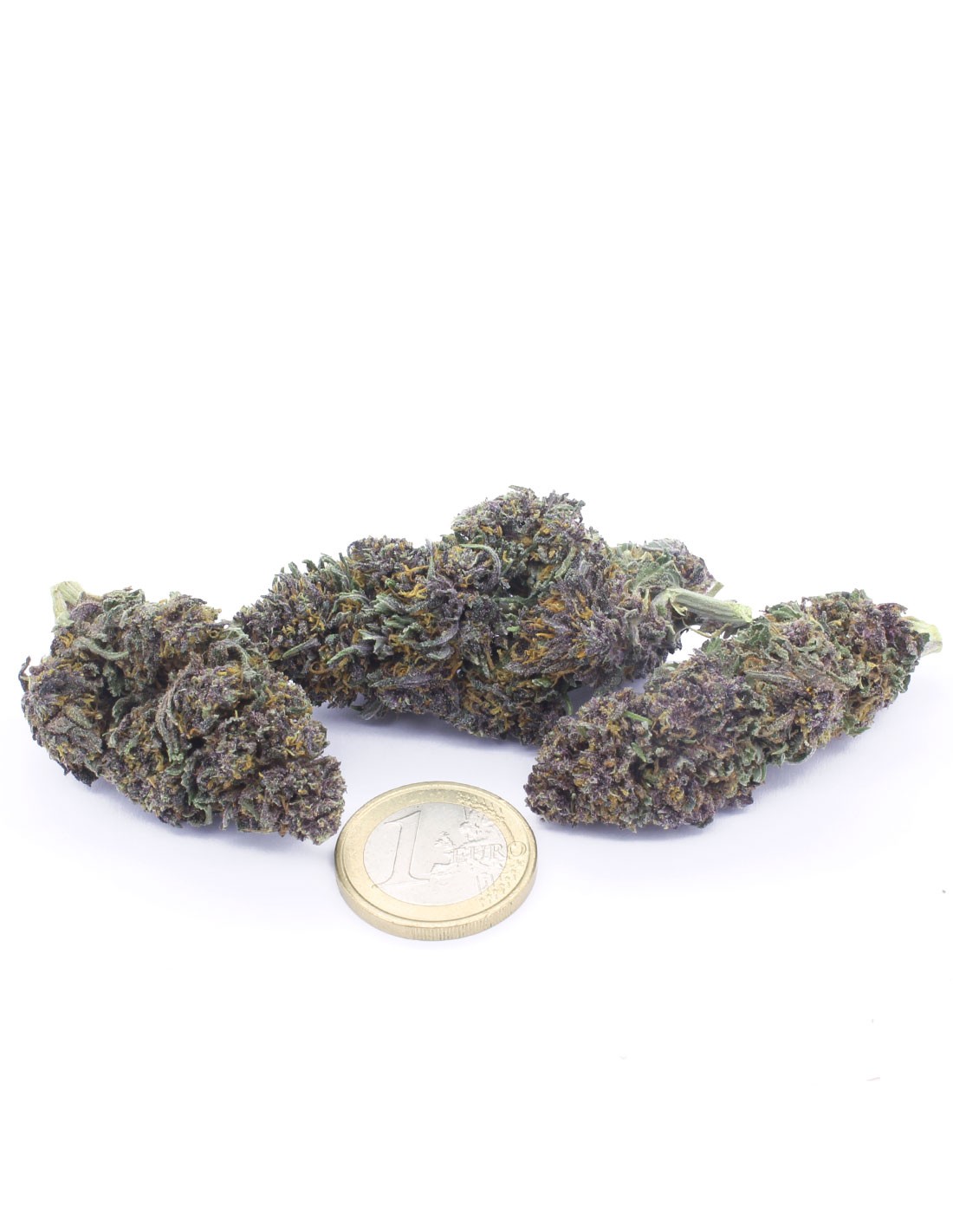 purple queen purple queen