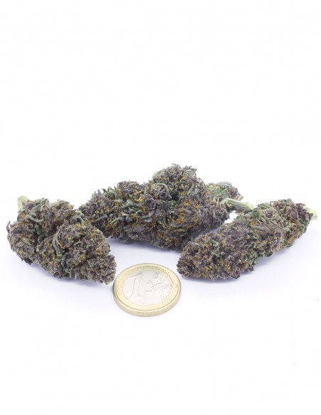 purple queen purple queen