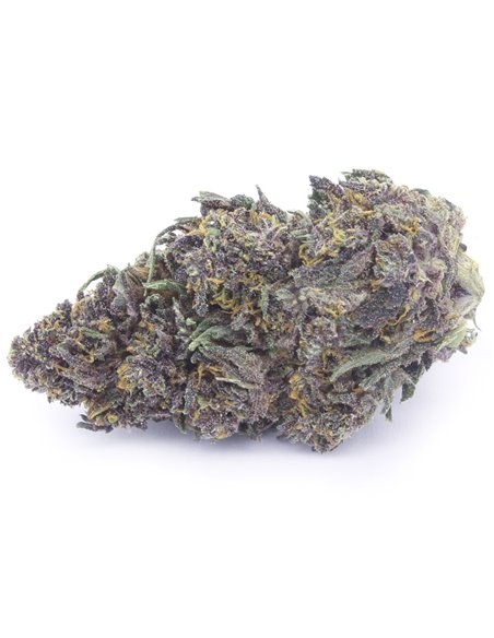 Purple Queen Purple Queen