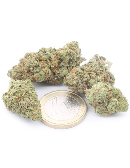 Girl Scout Cookies
