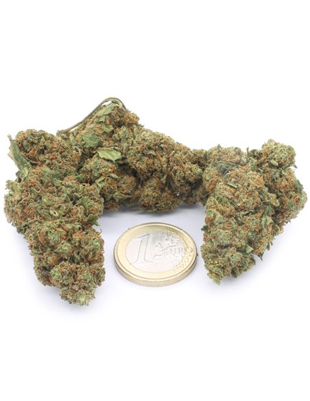 Bubblegum