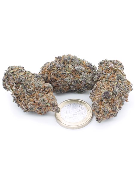 Runtz Muffin Indoor